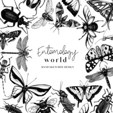 Hand-sketched Insect Wreath Template. Hand Drawn Beetles, Bugs, Butterflies, Dragonfly, Cicada, Moths, Bee Illustrations In Vintage Style. Entomological Frame Vector  Design.