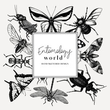 Hand-sketched Insect Wreath Template. Hand Drawn Beetles, Bugs, Butterflies, Dragonfly, Cicada, Moths, Bee Illustrations In Vintage Style. Entomological Frame Vector  Design.