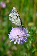 Sticker - Schachbrett, Damenbrett (Melanargia galathea) auf Acker-Witwenblume (Knautia arvensis) // marbled white on field scabious