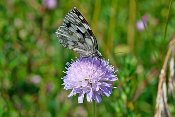 Wall Mural - Marbled white (Melanargia galathea) on field scabious (Knautia arvensis) // Schachbrett-Falter, Damenbrett auf Acker-Witwenblume 