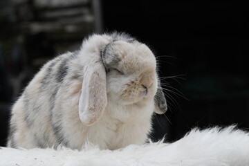 Wall Mural - Sleeping cute light grey and white colored French Lop bunny rabbit