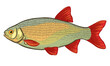 Rudd fish, isolated on a white background. Color vector illustration of a fish.