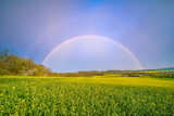 Fototapeta Tęcza - Blooming rapeseed field on a clear summer day with a rainbow in the sky