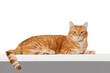 Portrait of a lying ginger cat looking straight ahead directly into the camera on white background. Copyspace.