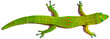 Gecko vert avec une queue régénérée, phénomène d’autotomie,  fond blanc 