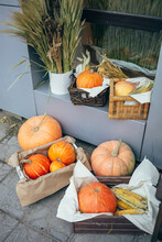 Gifts Of Autumn. Pumpkins, Corn, Wheat Stand In Boxes As A Decor On The Street Of The City. Autumn Decoration Of The Store. Decoration Of The Entrance Group. Beautiful Vegetables In A Basket.