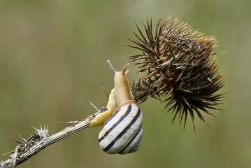 White lipped snail crawling on dry thistle, closeup. Blurred natural green background. Copy space. Genus species  Cepaea hortensis.