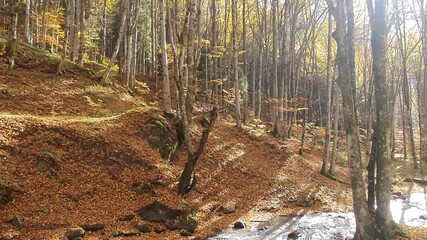 Wall Mural - autumn landscape in a deciduous forest