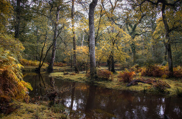  The colours of the New Forest, Hampshire, UK in autumn after heavy rain