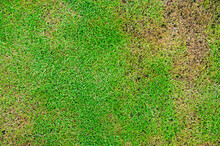The Texture Of Dead Grass Top View Wallpaper Nature Background Texture, Green And Yellow Grass Texture The Lack Of Lawn Care And Maintenance Until The Damage Pests And Disease Field In Bad Condition.