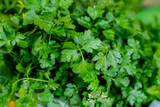 Fototapeta Kuchnia - Świeża umyta pietruszka, nać pietruszki, korzeń pietruszki, Fresh washed parsley, parsley leaves, parsley root