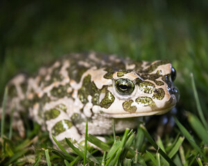 Sticker - horizontal photo of agreen toad