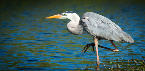 Wall Mural - Selective of a gray heron (Ardea cinerea) near the pond