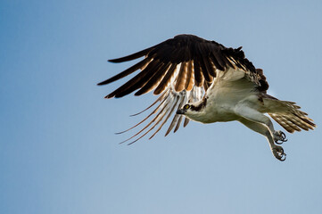 Wall Mural - Osprey (Pandion haliaetus) flying in a blue sky