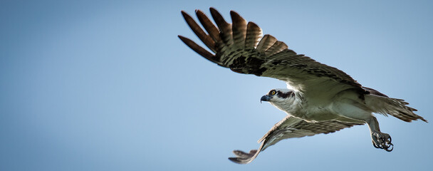 Poster - Osprey (Pandion haliaetus) flying in a blue sky