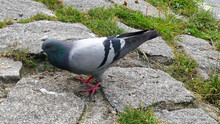 Pigeon Foraging On Stone Pavement In Czech.