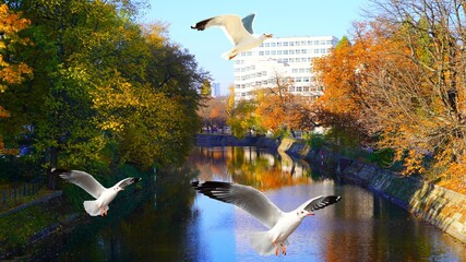 Canvas Print - seagull in flight