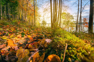 Wall Mural - beautiful autumn landscape with yellow trees and sun. colorful foliage. falling leaves natural backg