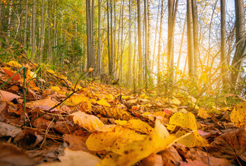 Wall Mural - Beautiful autumn landscape with yellow trees and sun. Colorful foliage. Falling leaves natural background .Autumn season concept