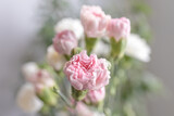 Kwiaty - Goździki różowe