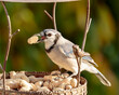 © Scopio - Blue jay on brown wooden post eating peanuts