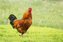 Brown And Dark Rooster On Green Grass Field