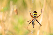 Brown And Yellow Spider Catching A Prey