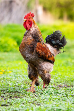 Brown Rooster On Green Grass Field