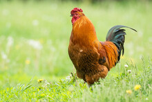 Brown Rooster On Green Grass Field