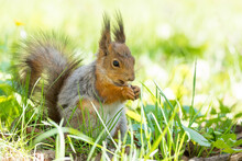 Brown Squirrel On Tall Green Grass