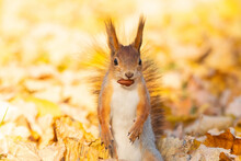 Brown Squirrel Holding Nut In It's Mouth