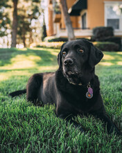 Dark Labrador Retriever Lying On Grass
