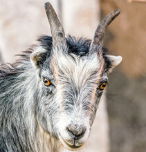 Goat In Close Up