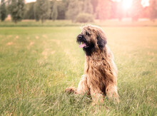 Irish Terrier On Green Grass Field