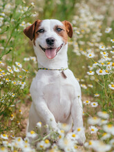 Jack Russell Terrier Puppy In Flower Field