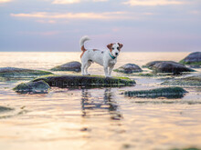 Jack Russell Terrier Standing On Rock On Water