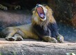 © Scopio - Lion yawning at daytime
