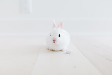 Light Rabbit On Light Floor