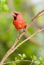 Orange Northern Cardinal Bird On Tree Branch