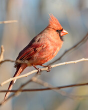 Orange Northern Cardinal Perching On Tree Branch In Close-up