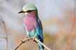 © Scopio - Rollers bird perching on tree