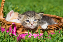 Two Tabby Kittens In Brown Woven Basket