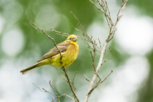 Yellow Canary Perching On Tree Branch