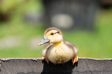 Yellow Duckling On Gray Fence