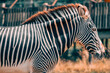 © Scopio - Zebra standing on brown grass field