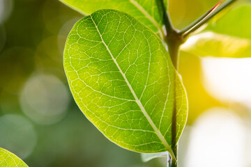 Wall Mural - Closeup of green nature leaf under sunlight with bokeh