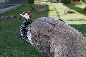 Peacock female close up view