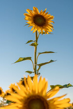 Tall Sunflower Against Clear Blue Sky