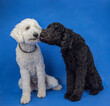 Black and white3 standard poodles nudging each other's nose sitting against bright blue background. 