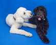 Black and white standard poodles in affectionate pose with bright blue background. 